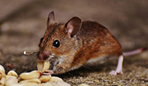 24 Hour & Emergency Exterminators in Surprise, AZ